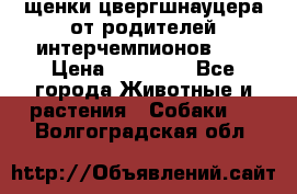 щенки цвергшнауцера от родителей интерчемпионов,   › Цена ­ 35 000 - Все города Животные и растения » Собаки   . Волгоградская обл.